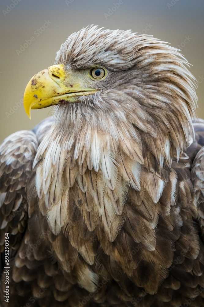Naklejka premium Close-up of a white-tailed eagle looking off into the distance with its keen eyes