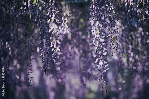 藤の花トンネル