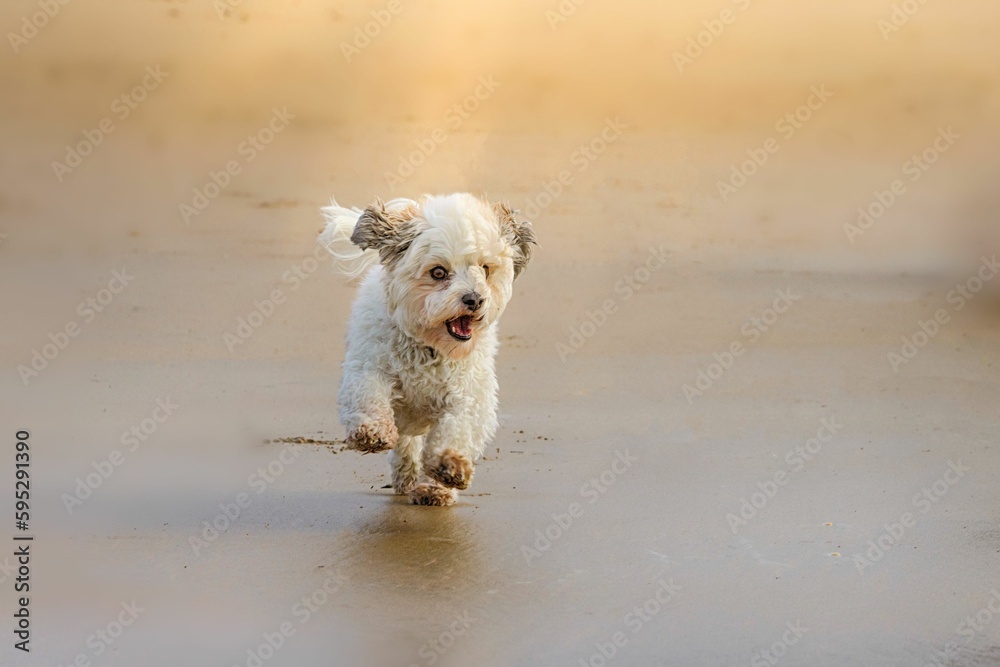 White Maltese dog running through a sandy beach illuminated by the golden glow of the sun. White Maltese dog running through a sandy beach illuminated by the golden glow of the sun.