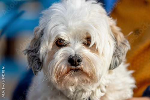 Closeup shot of a white Maltese dog.