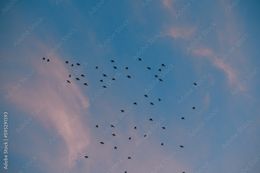Colorful sunset sky with birds flying