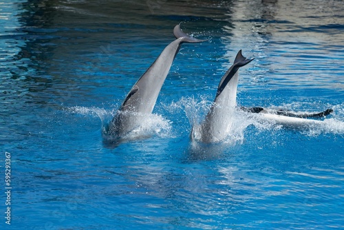 Dolphins swimming and performing tricks in a crystal clear blue pool of a Dolphinarium