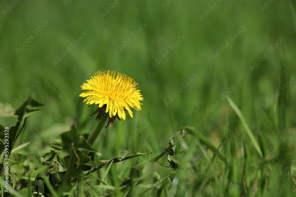 Blooming dandelion, spring flower in green grass. Meadow with dandelions