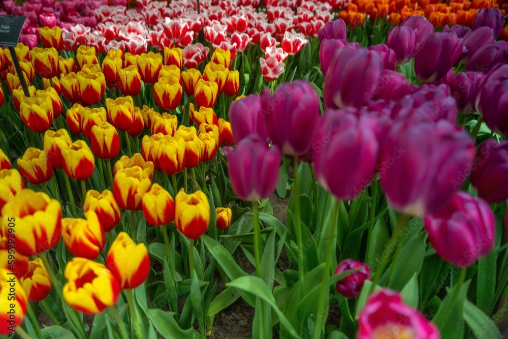 Beautiful view of colorful tulips grown in rows in the garden