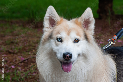 A beige and white Alaskan Malamute with heterochromia, one blue eye and one brown eye, walking with his owner in a city park.