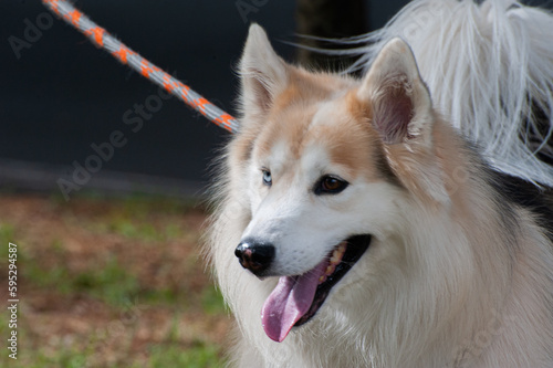A beige and white Alaskan Malamute with heterochromia, one blue eye and one brown eye, walking with his owner in a city park.