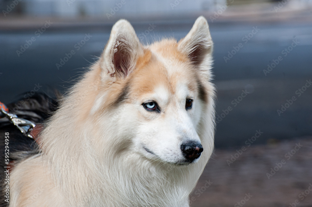 A beige and white Alaskan Malamute with heterochromia, one blue eye and one brown eye, walking with his owner in a city park.