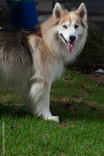 A beige and white Alaskan Malamute with heterochromia, one blue eye and one brown eye, walking with his owner in a city park.