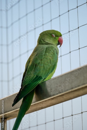 Vibrant green parrot inside a cage