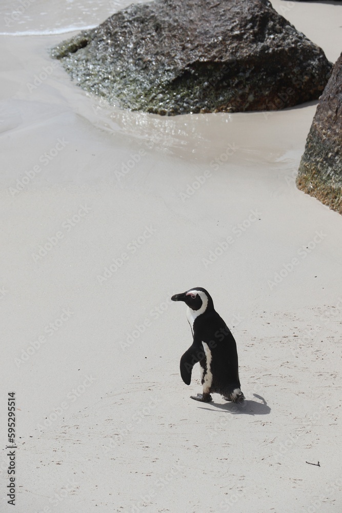 Obraz premium Magellanic penguin standing on a sandy beach near rocks. Spheniscus magellanicus. South Africa.