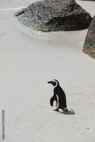 Magellanic penguin standing on a sandy beach near rocks. Spheniscus magellanicus. South Africa.