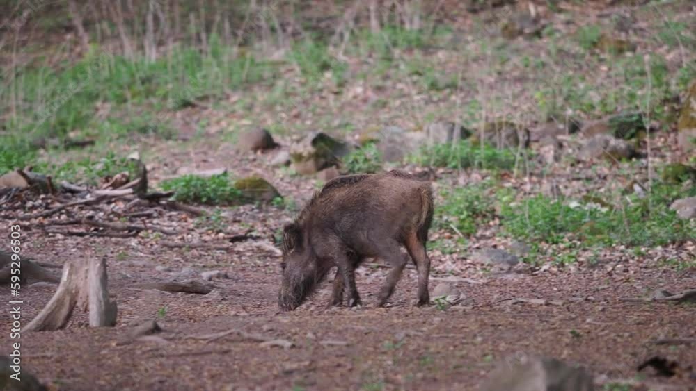 Wild baby boars (Sus scrofa) searching for food in the forest Wild baby boars (Sus scrofa) searching for food in the forest