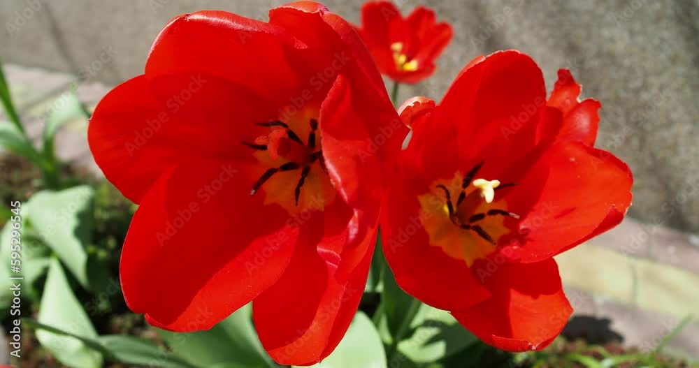 Red tulip flowers blooming on outdoor flowerbed on sunny spring day Red tulip flowers blooming on outdoor flowerbed on sunny spring day