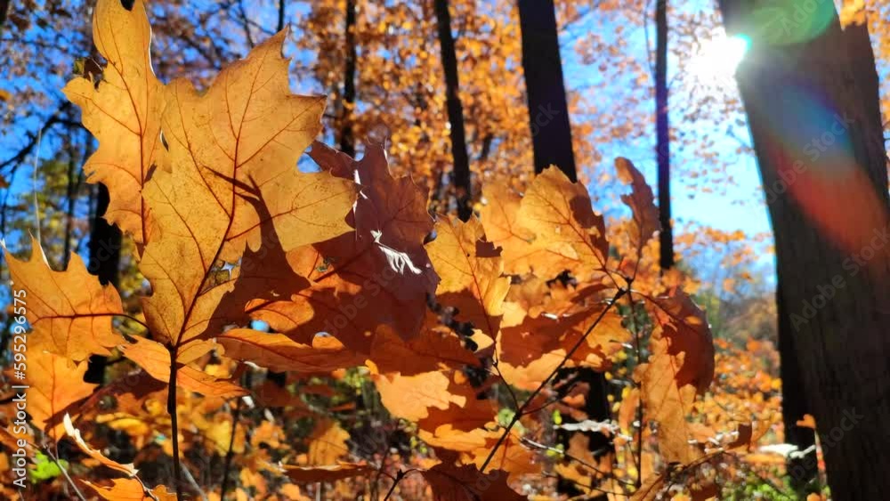Beautiful rbrown oak leaves sway in wind in forest on sunny autumn day. Brightly shining sun and blue sky. Large autumn leaves of tree close-up. Autumn season. Natural background Beautiful rbrown oak leaves sway in wind in forest on sunny autumn day. Brightly shining sun and blue sky. Large autumn leaves of tree close-up. Autumn season. Natural background