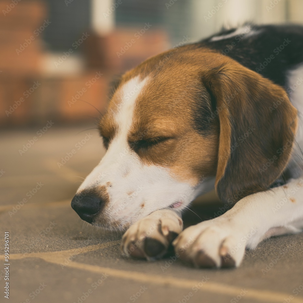 Closeup shot of an adorable beagle dog resting on the floor of a home
