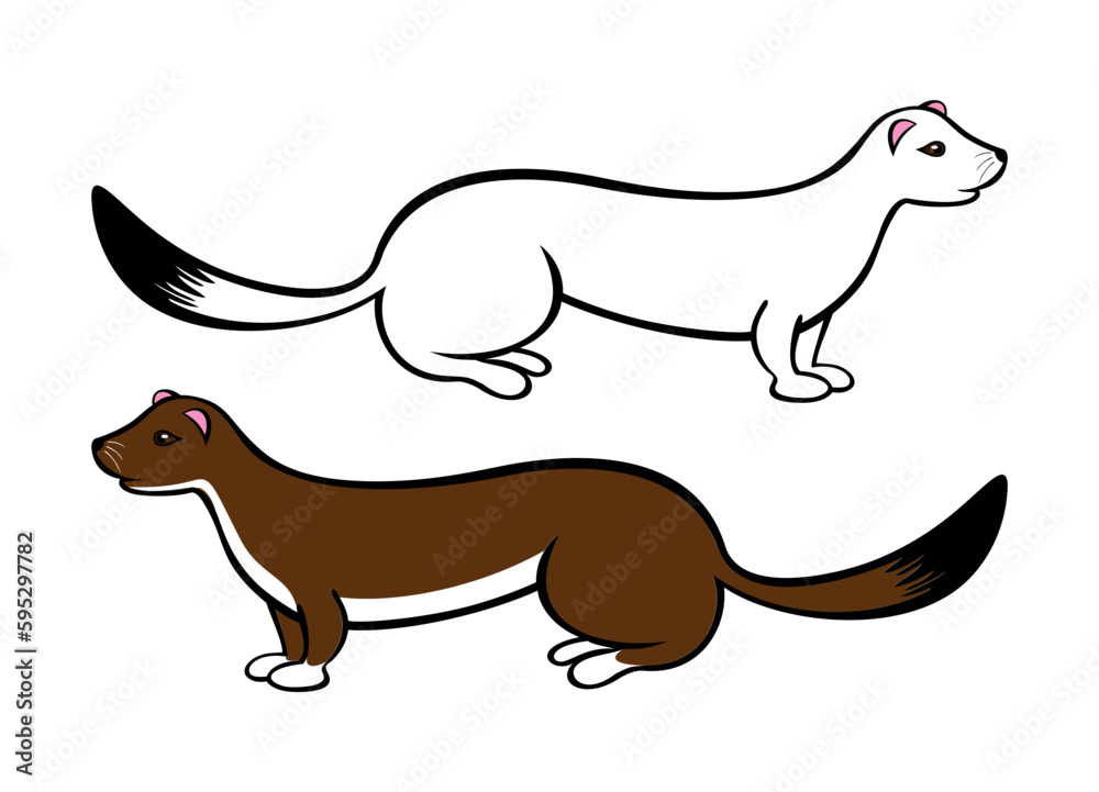 Fototapeta premium Gronostaj, dwa gronostaje. Małe zwierzątko futerkowe, drapieżnik, ssak. Biały i brązowy gronostaj. Łasiczka, biała łasica. Rysunek wektorowy, ilustracja