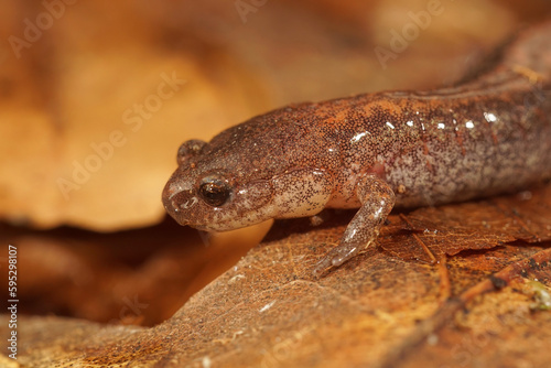 Facial closeup on an adult North american Eastern red backed salamander, Plethodon cinereus on forrest floor