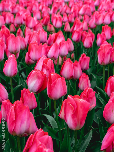 Rows of pink tulips in The Netherlands  During Spring.