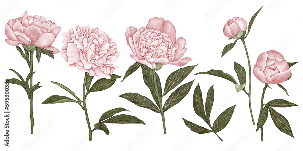 Set of pink flowers on white background