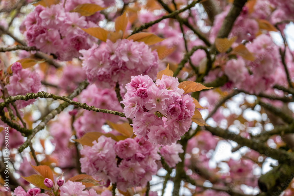 Pink flowers of Japanese cherry, Prunus serrulata, in spring, Netherlands Pink flowers of Japanese cherry, Prunus serrulata, in spring, Netherlands