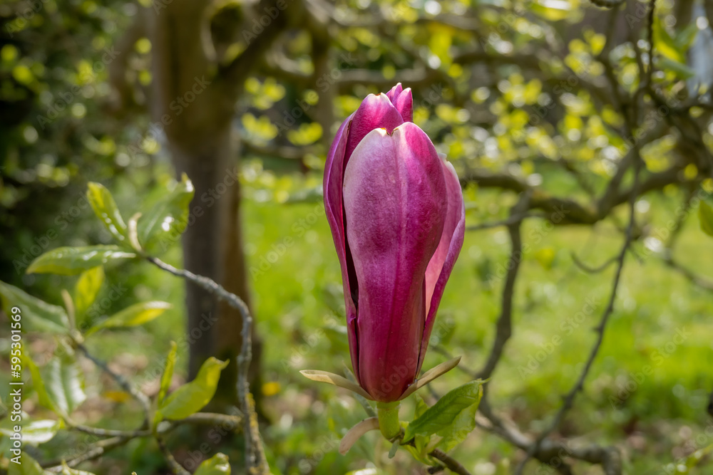 Mulan magnolia, Magnolia liliiflora Nigra, single dark roze or crimson flower bud in spring, Netherlands Mulan magnolia, Magnolia liliiflora Nigra, single dark roze or crimson flower bud in spring, Netherlands