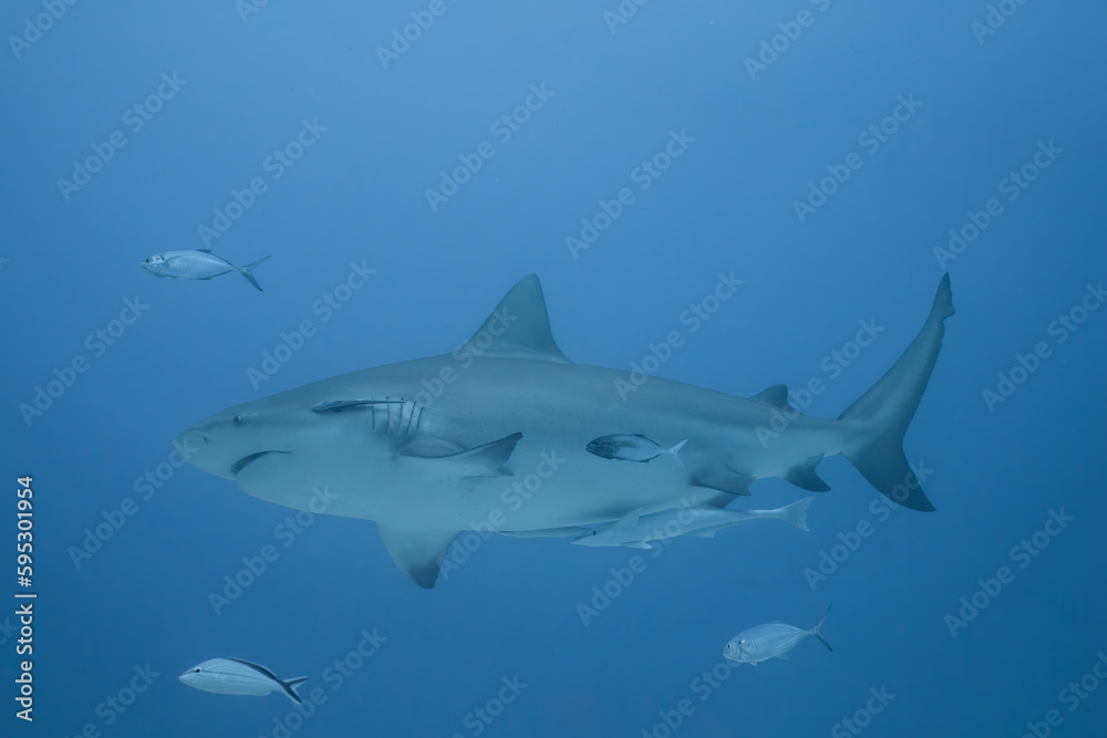 Bull shark 