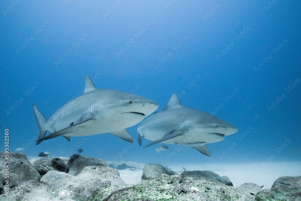 Fototapeta premium Bull shark