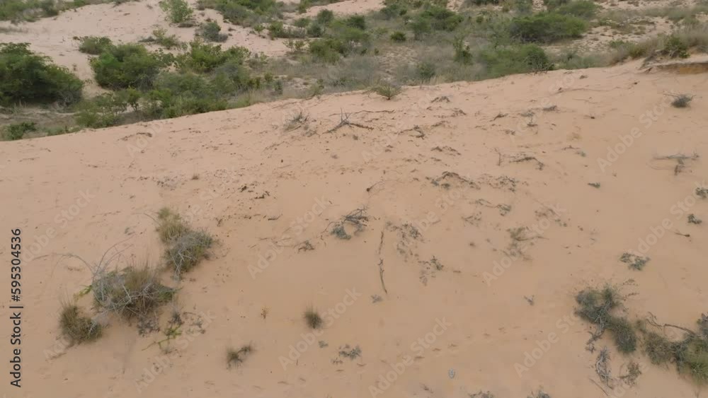 Nature's Resilience: Aerial Shots of a Forest Oasis in the Desert Nature's Resilience: Aerial Shots of a Forest Oasis in the Desert