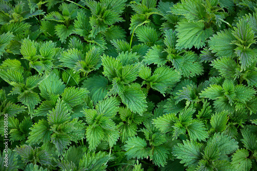 stinging nettles in detail