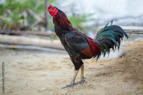 rooster,Beautiful Black Rooster. Indian breed (karu mayil seval) rooster with green background photo