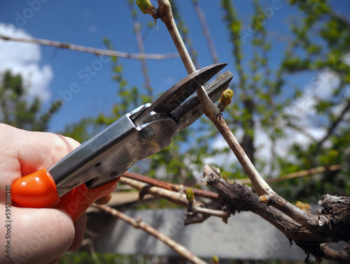 Gardener pruning branches of grape vine with pruning shears. Pruning vine shoots with clippers