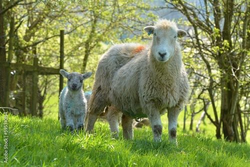 sheep and lamb