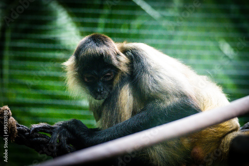 Animal wildlife in nature 