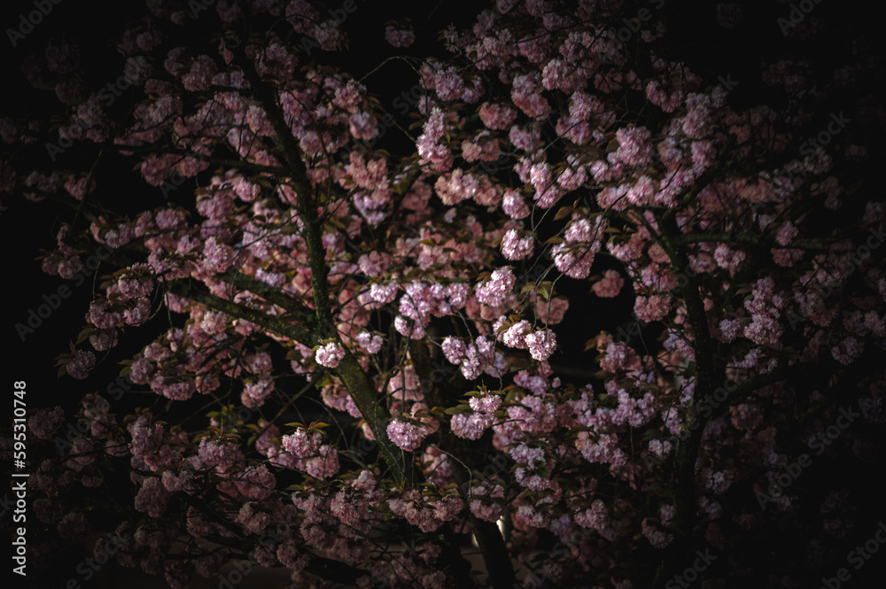 Rose Blossom Canopy at Night Rose Blossom Canopy at Night