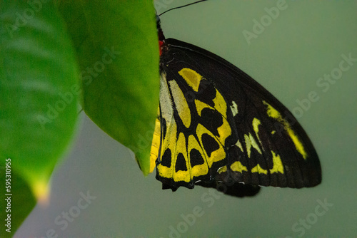 Animal wildlife in nature 