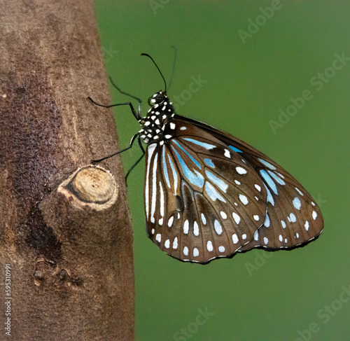 Animal wildlife in nature 