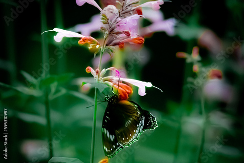 Animal wildlife in nature 