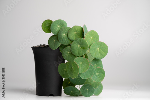 Stephania Erecta caudex plant in black plastic pot with isolated white background. photo