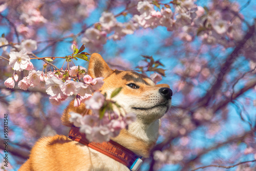 Head portrait o Shiba inu dog with cherry vlossom on sunny spring day. photo