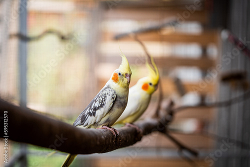 Zwei bunte Nymphensittiche sitzen auf der Stange photo
