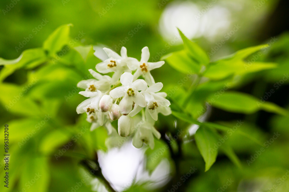 Fototapeta premium A closeup shot of bell-shaped, fragrant buds and flowers of the Staphylea Pinnata amid green leaves