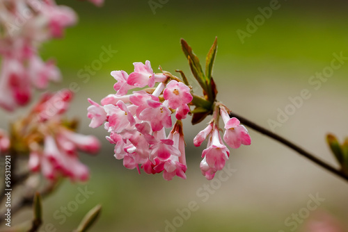  Pink flowers of the blooming shrub Arrowwood 'Dawn‘ in early spring (Viburnum x bodnantense) photo