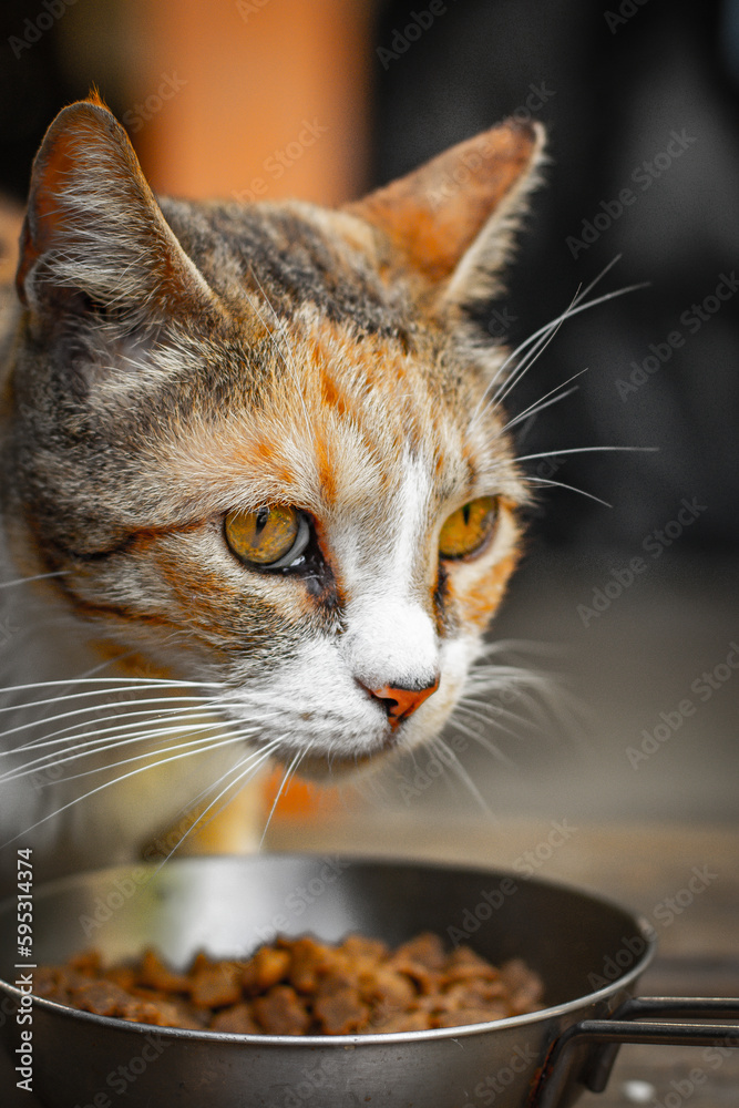 Fototapeta premium an orange - white cat eating cat food from a gray metal like bowl