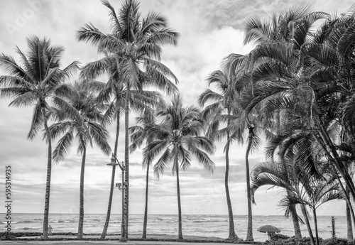 Coconut Palm Trees Growing on a Sand Beach in Hawaii. © ttrimmer