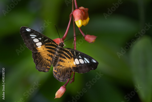 Clipper butterfly - Parthenos sylvia, beautiful colorful butterly from Asian bushes and forests, Malaysia. photo