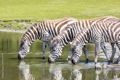 Grant s zebra drinking water in nature