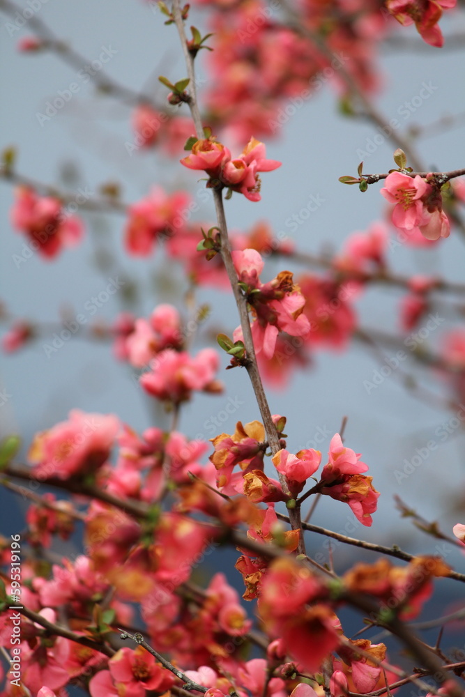 fond d'écran, contraste, arbre, printemps, fleur, branchages, nature, saison, fleurir, rouge, jardin, flore, feuille, bourgeon, ciel, beauté, japonais, floral fond d'écran, contraste, arbre, printemps, fleur, branchages, nature, saison, fleurir, rouge, jardin, flore, feuille, bourgeon, ciel, beauté, japonais, floral
