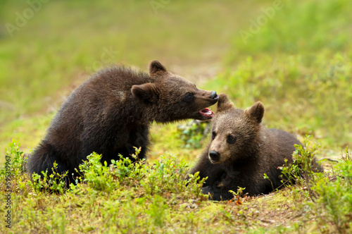 European brown bear cubs playing in a forest © giedriius
