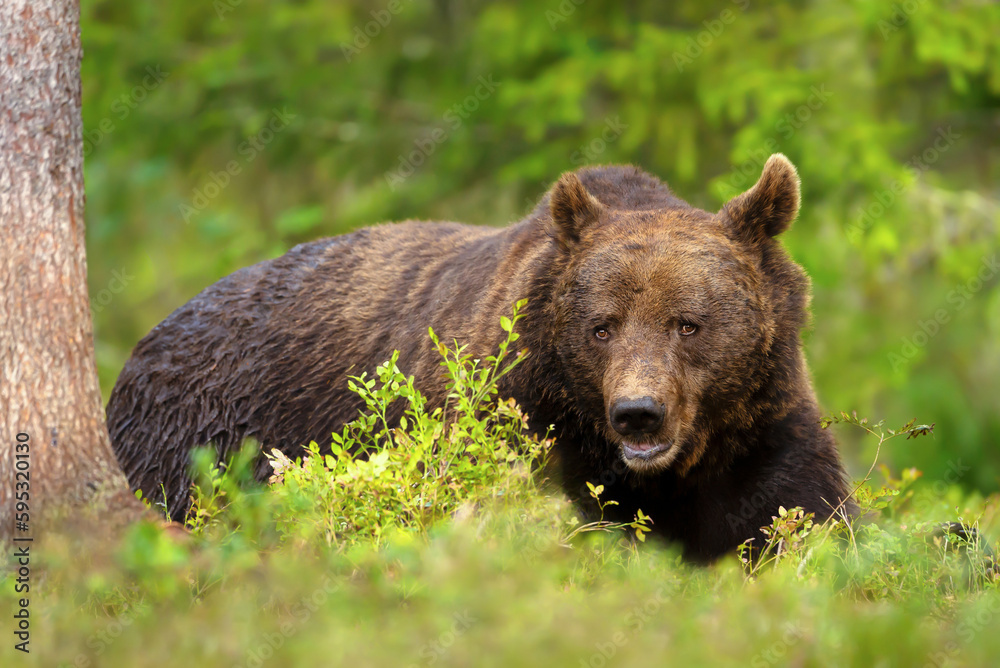 Impressive portrait of Eurasian Brown bear in a forest Impressive portrait of Eurasian Brown bear in a forest