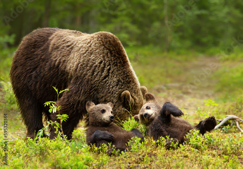 Eurasian brown bear mama and her playful cubs in a forest